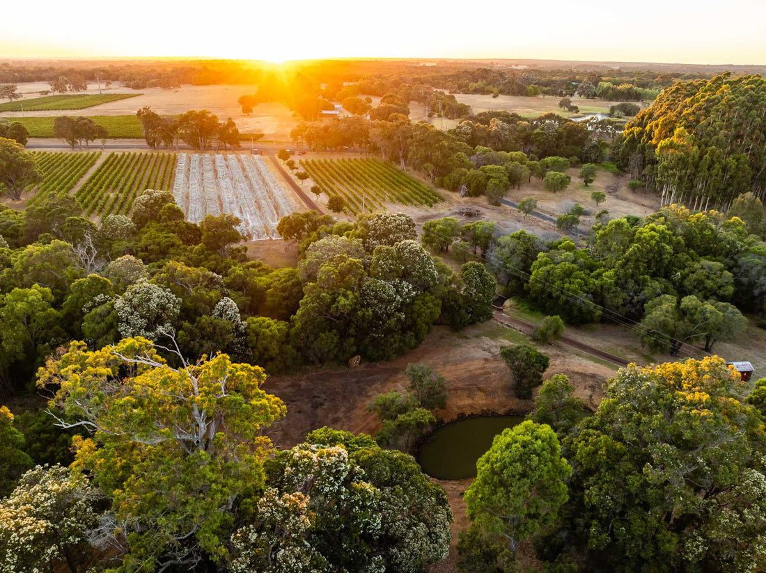 Island Brook Estate Conservation Project - Enhancing Water Security & Biodiversity